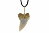 Fossil Mako Tooth Necklace - Bakersfield, California #95250-2